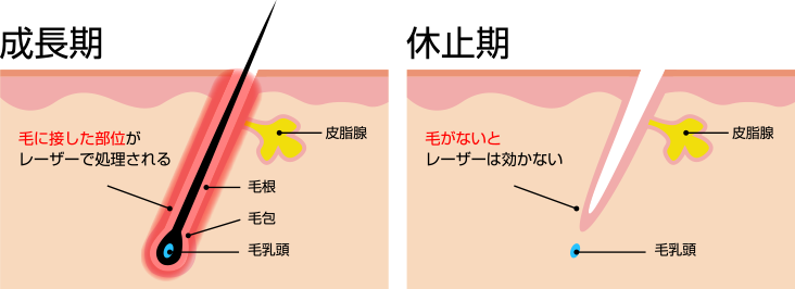 成長期と休止期